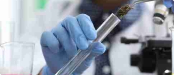 Cannabis Standards Collection